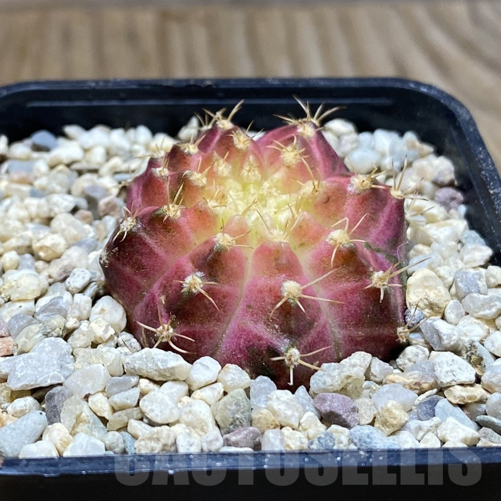 SH8792 Gymnocalycium mihanovichii ‘Neon’ hybrid, seedling - Image 2