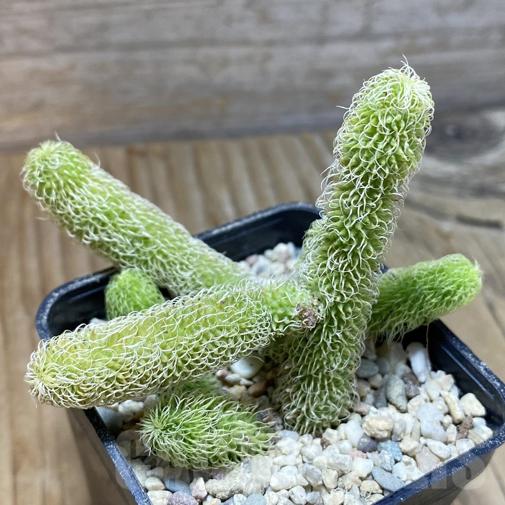 SH8762 Stapelianthus pilosus