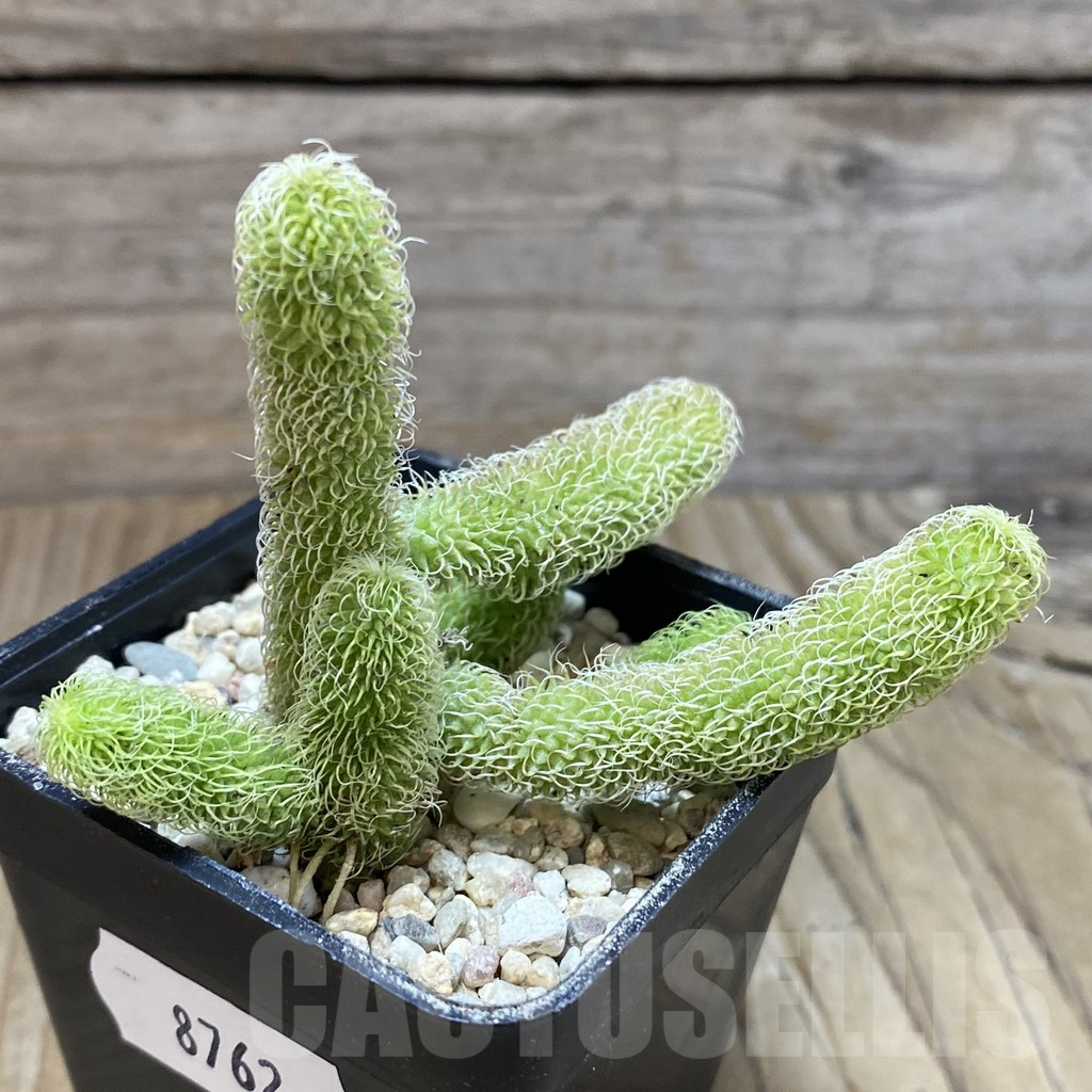 SH8762 Stapelianthus pilosus - Image 2
