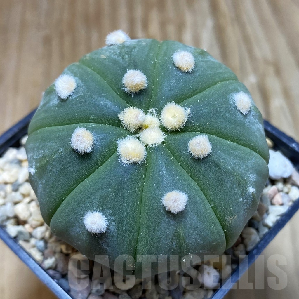 SH8806 Astrophytum asterias 'Akabana'