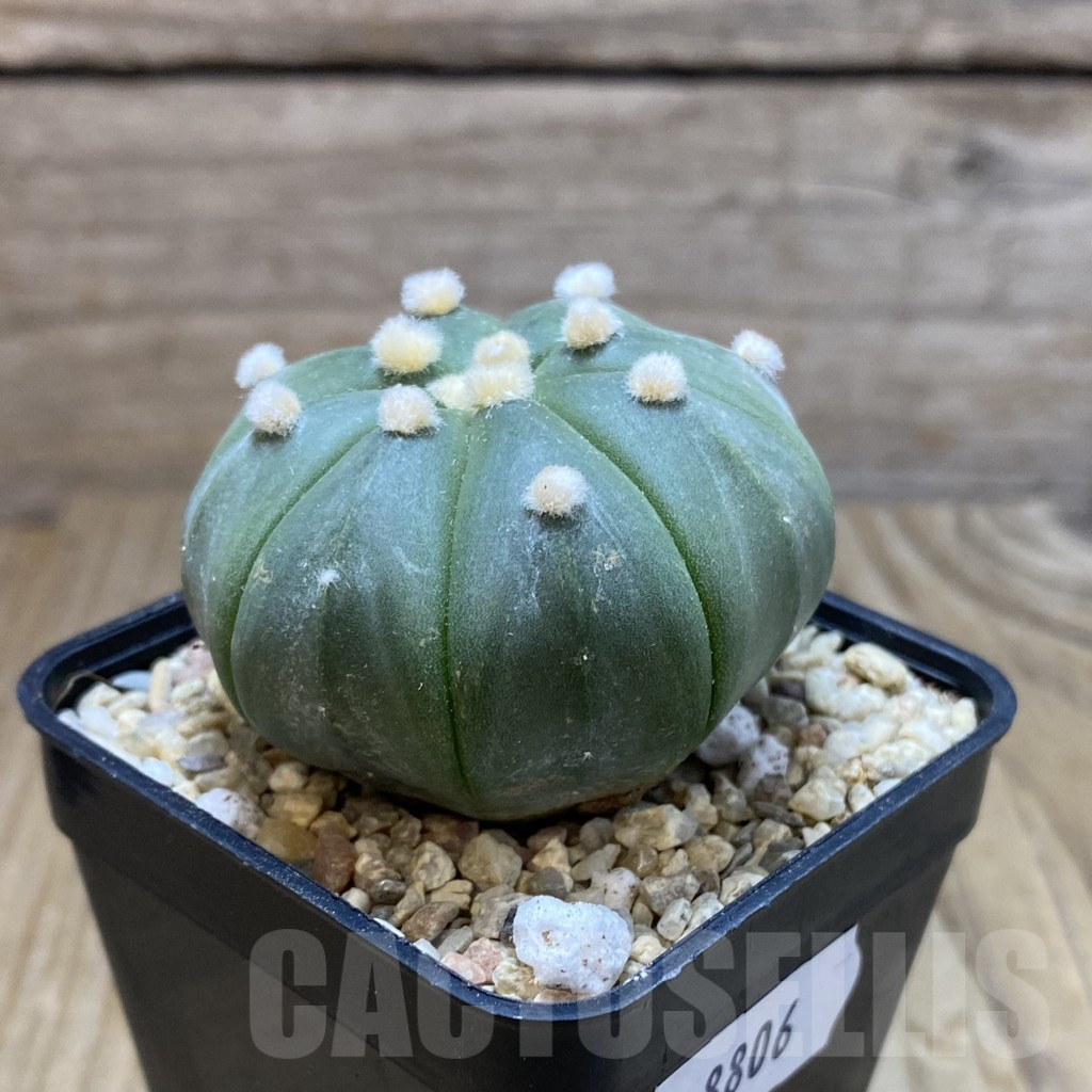 SH8806 Astrophytum asterias 'Akabana' - Image 2