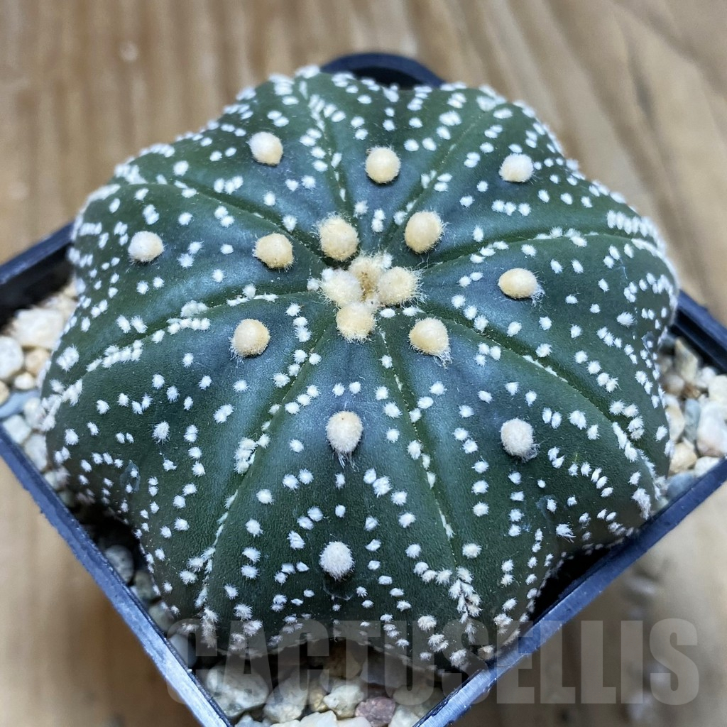 SH8814 Astrophytum asterias ‘Star Shape’