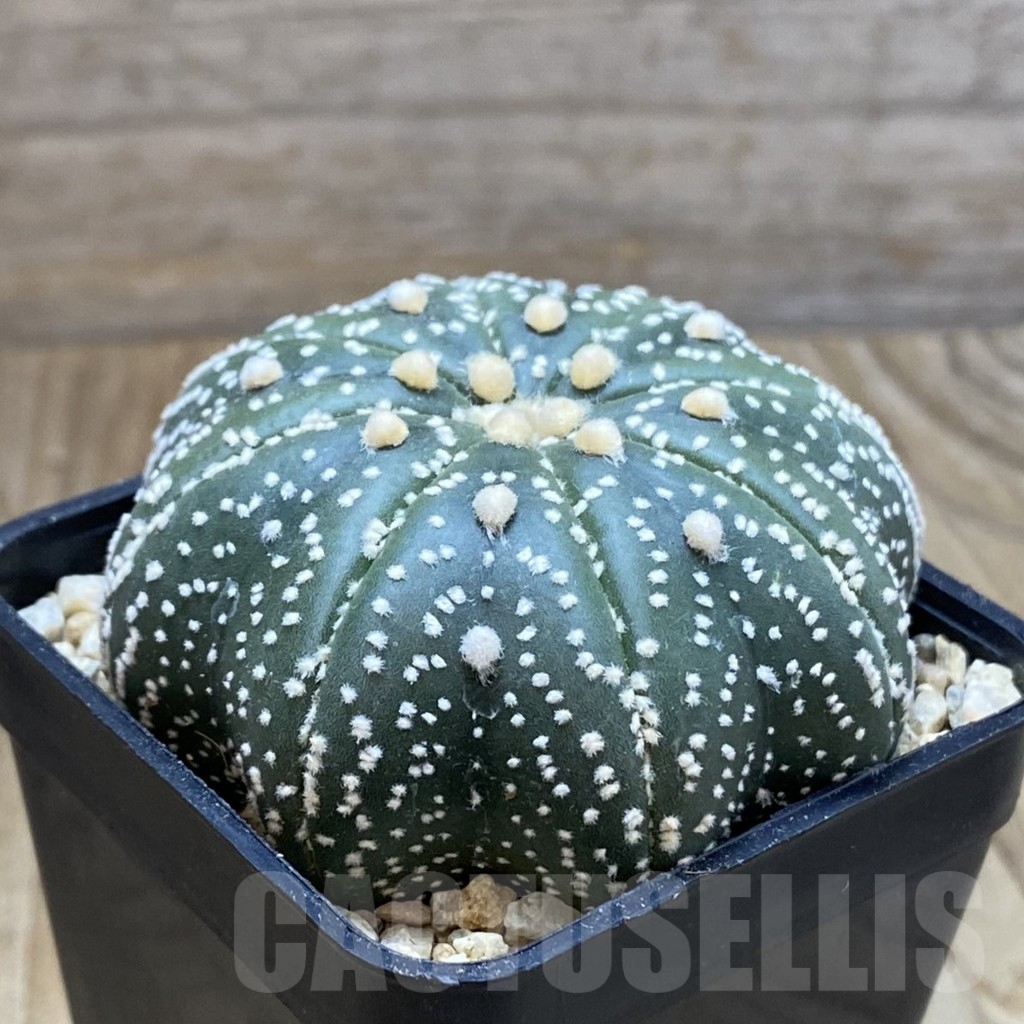 SH8814 Astrophytum asterias ‘Star Shape’ - Image 2