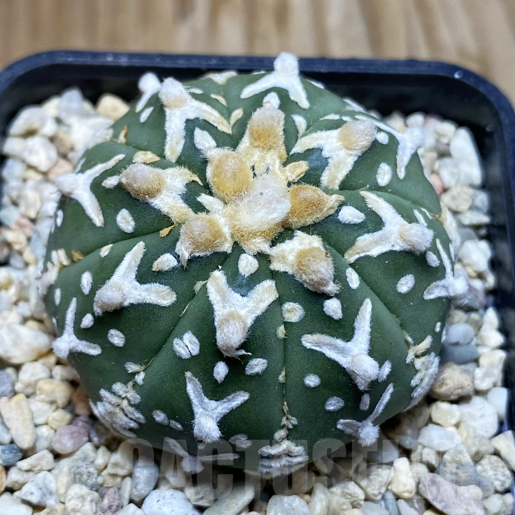 SH8817 Astrophytum asterias ‘Super Kabuto’ V-type f. nudum
