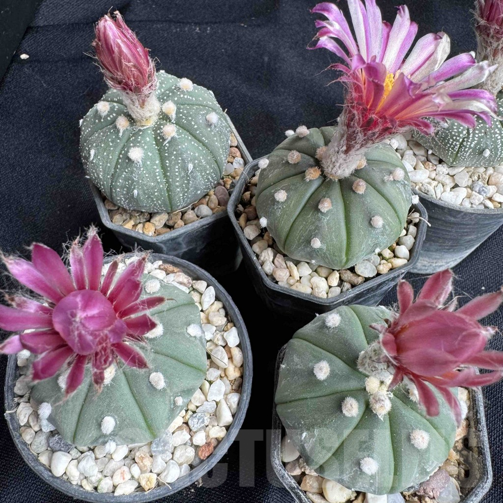 SH8806 Astrophytum asterias 'Akabana' - Image 3