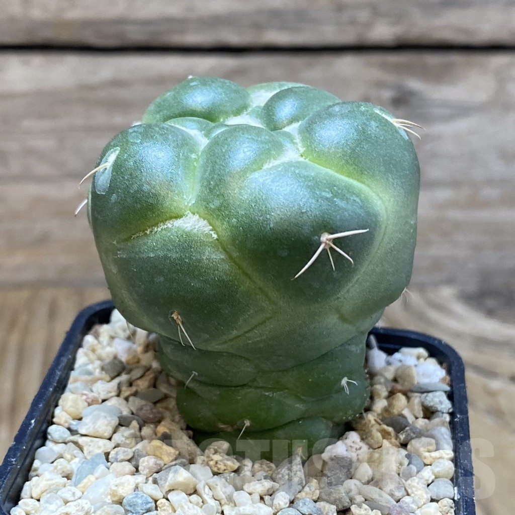 SH8768 Coryphantha elephantidens ‘inermis’ - Image 2