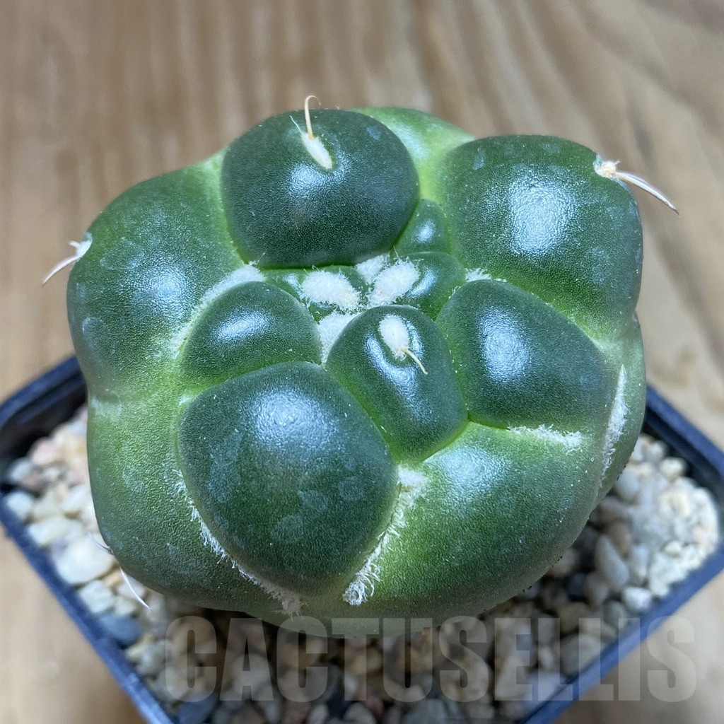 SH8769 Coryphantha elephantidens ‘inermis’