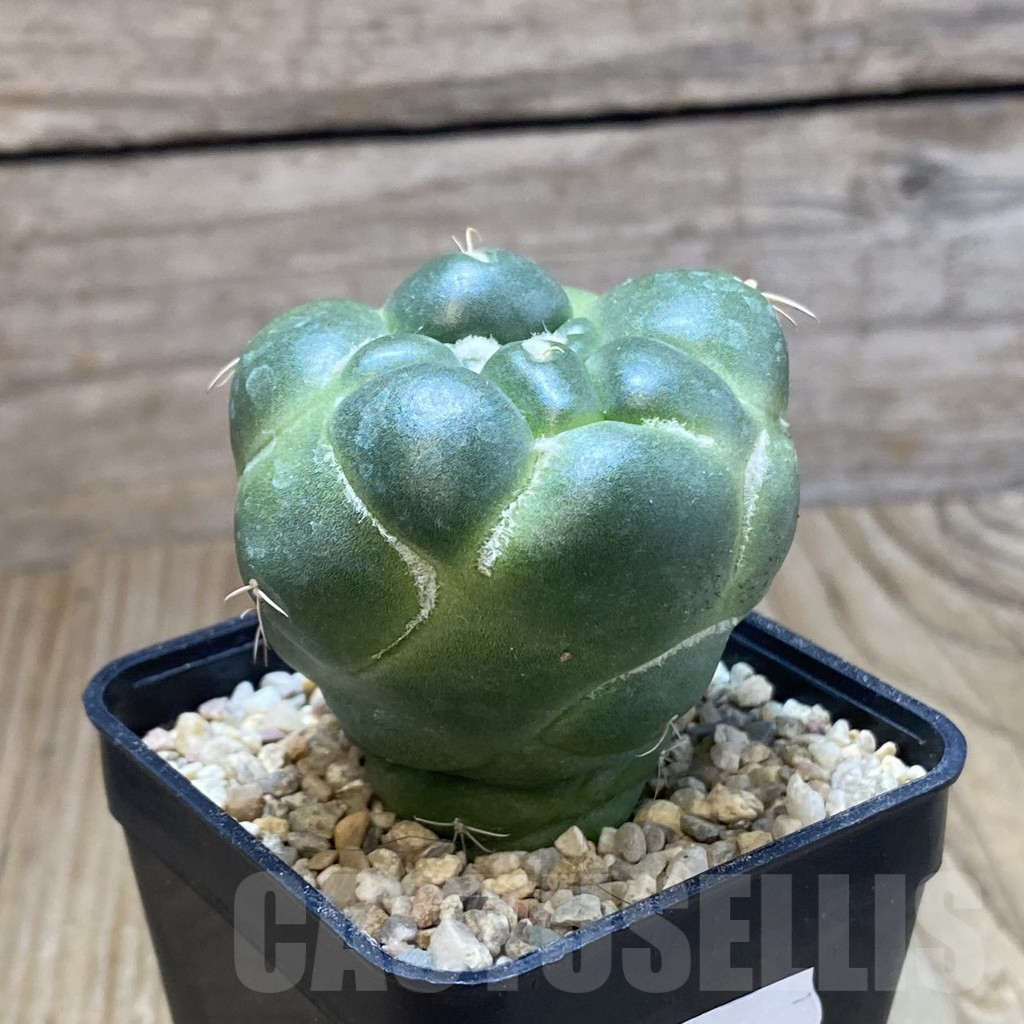 SH8769 Coryphantha elephantidens ‘inermis’ - Image 2