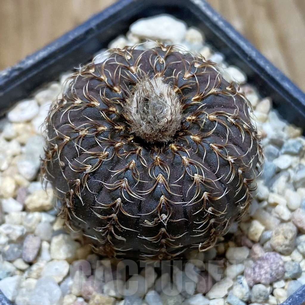 SH8779 Frailea asterioides