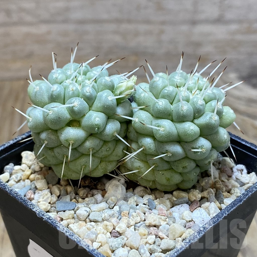 SH8781 Mammillaria schumannii f. monstrosa - Image 2