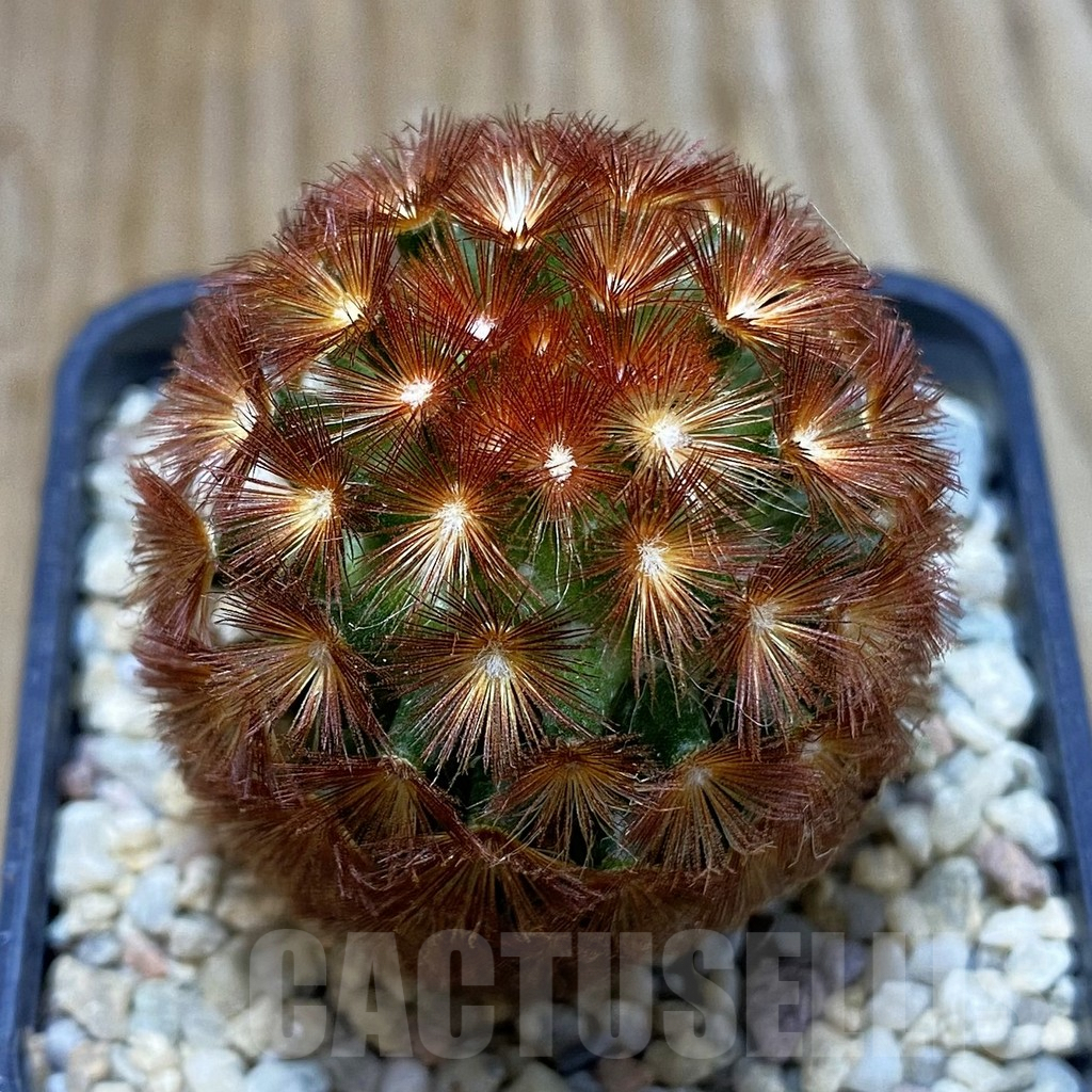 SH8785 Mammillaria carmenae hybrid, seedling