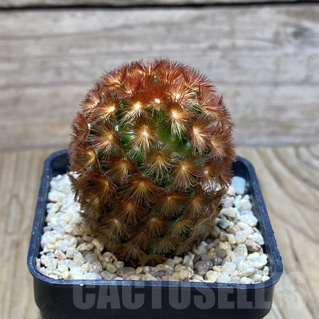 SH8785 Mammillaria carmenae hybrid, seedling - Image 2