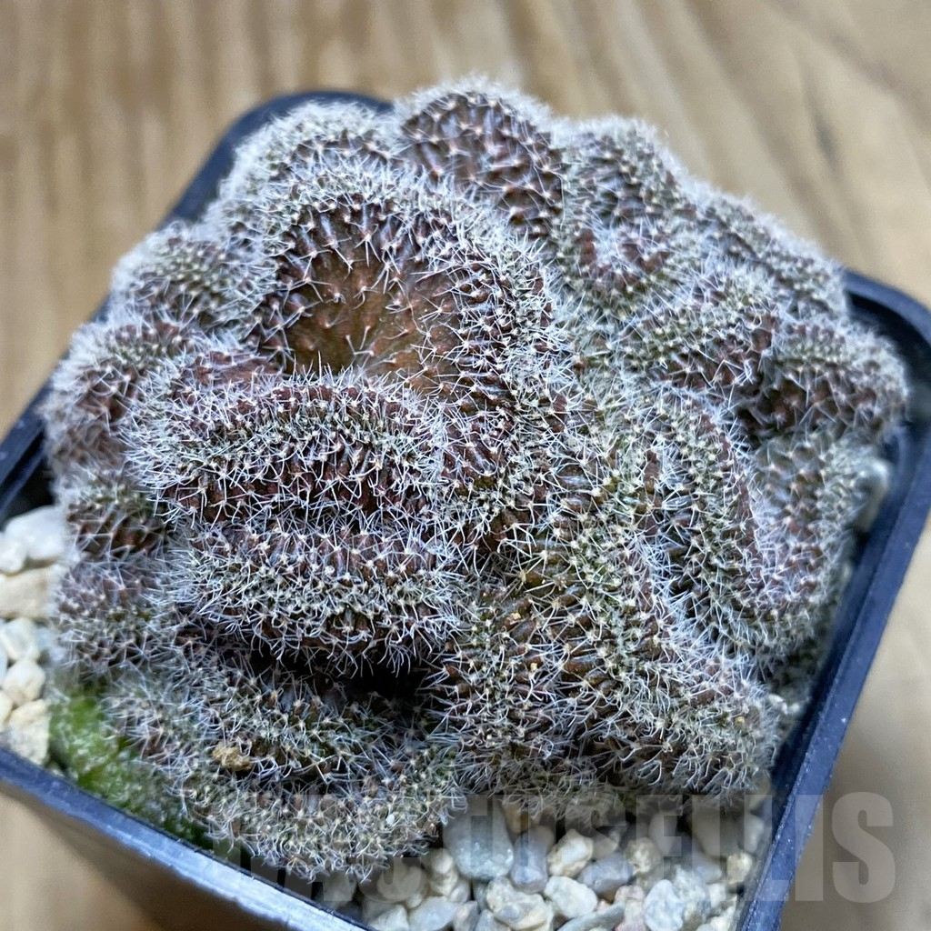 SH8788 Setiechinopsis mirabilis f. cristata