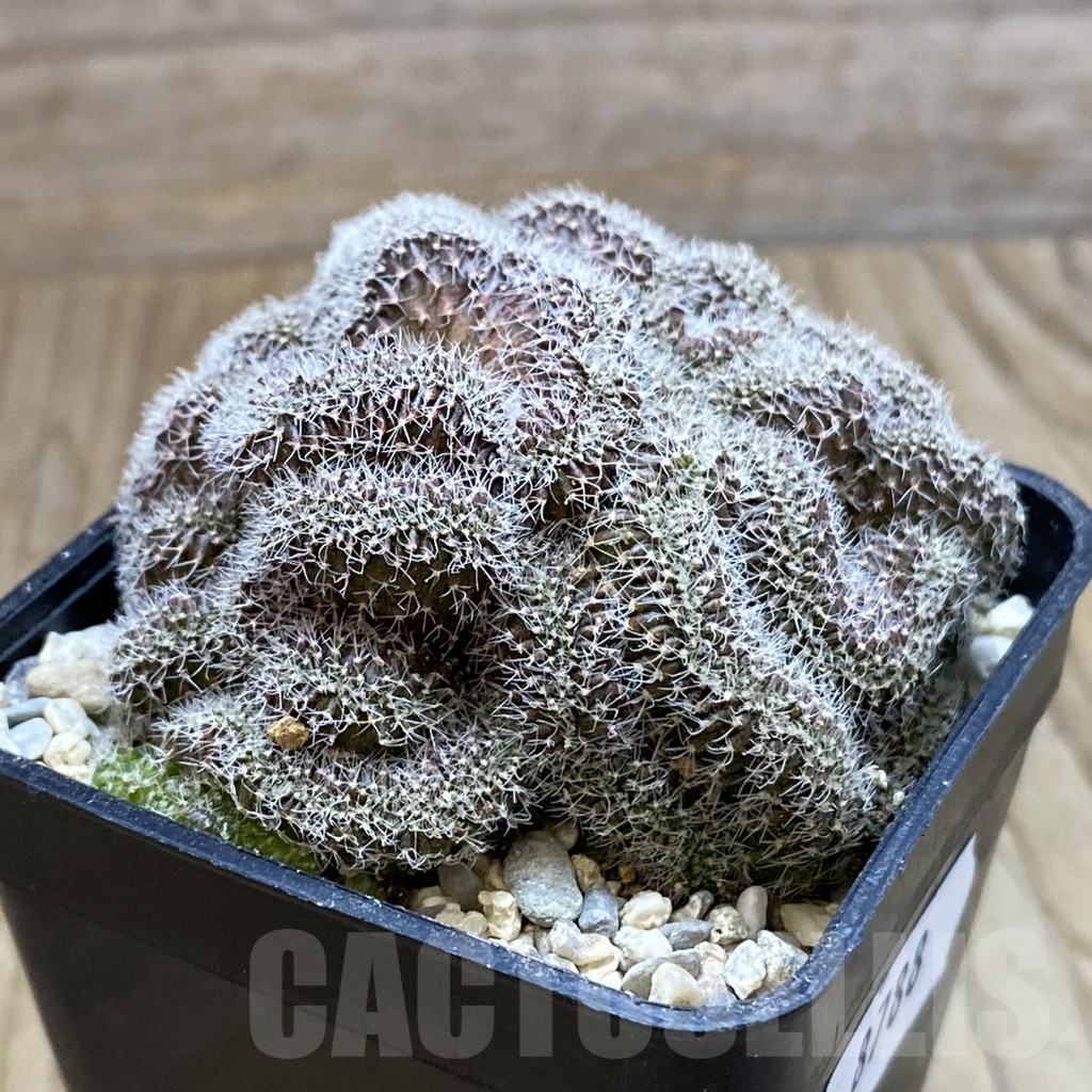 SH8788 Setiechinopsis mirabilis f. cristata - Image 2