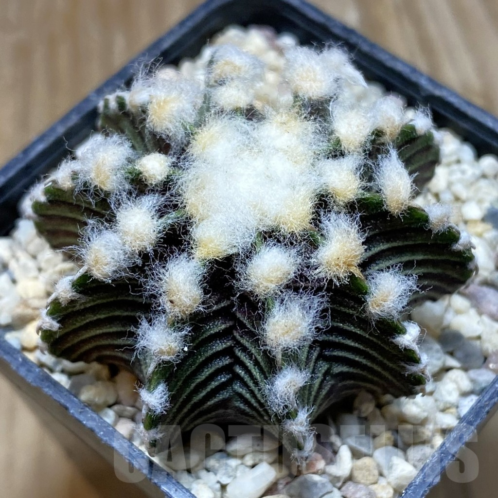 SH8789 Gymnocalycium friedrichii VOS1211, select form, seedling