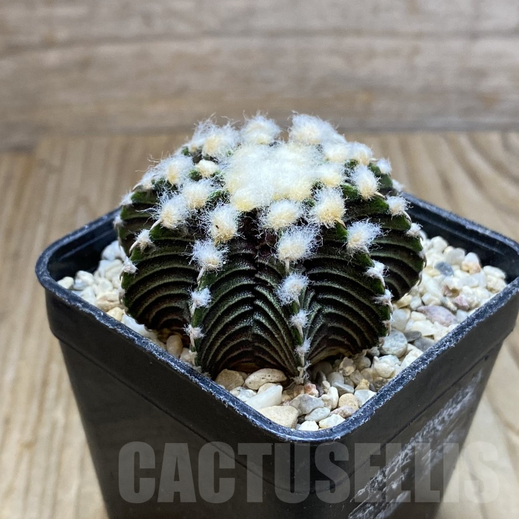 SH8789 Gymnocalycium friedrichii VOS1211, select form, seedling - Image 2