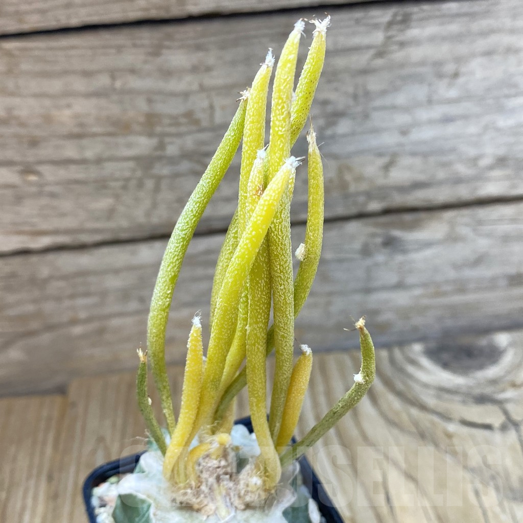 SH8921 Astrophytum caput-medusae f. variegata, grafted