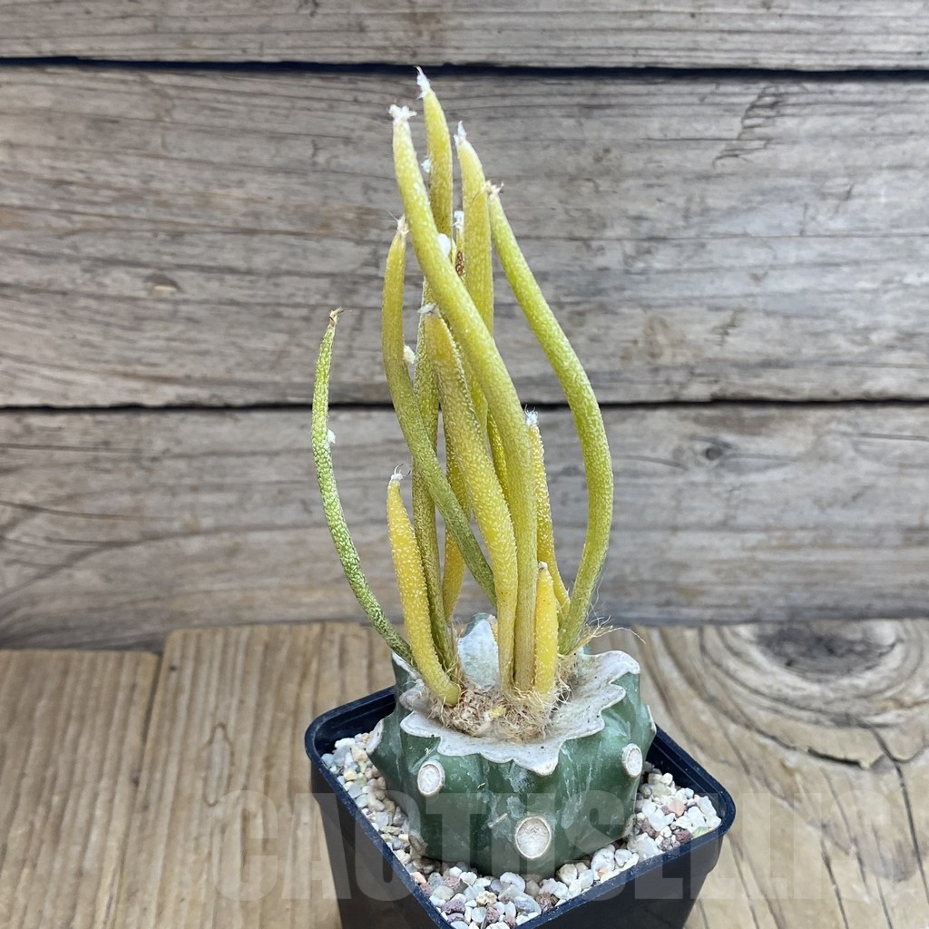 SH8921 Astrophytum caput-medusae f. variegata, grafted - Image 2