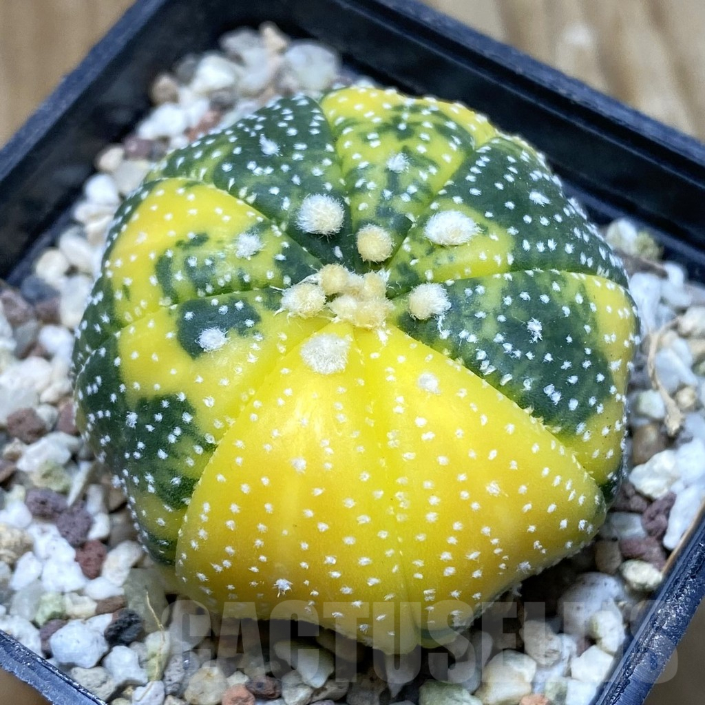SH8922 Astrophytum asterias f. variegata