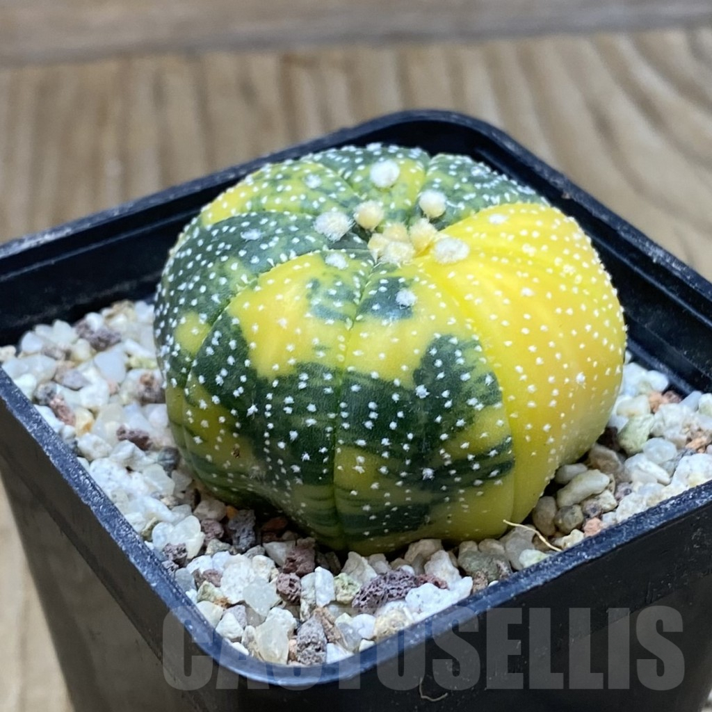 SH8922 Astrophytum asterias f. variegata - Image 2