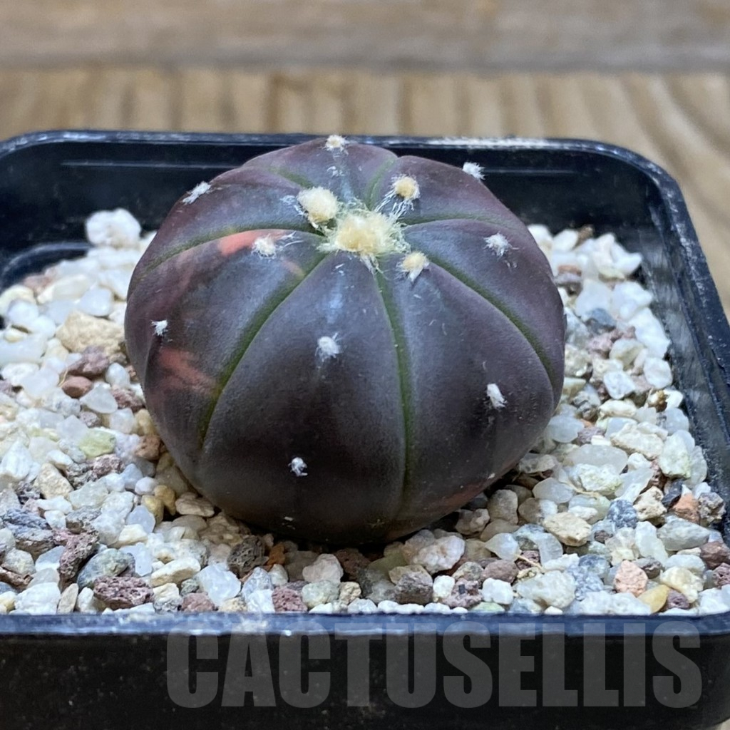 SH8923 Astrophytum asterias ‘Red Purple Skin’ - Image 2