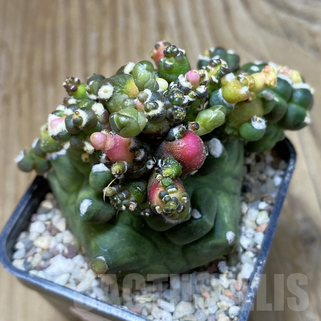 SH8929 Gymnocalycium mihanovichii 'Transformer'