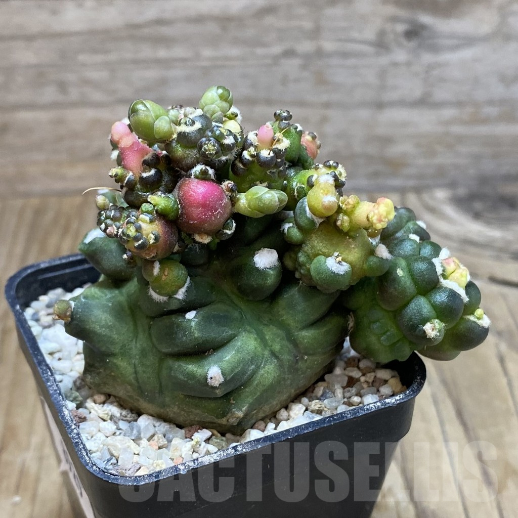 SH8929 Gymnocalycium mihanovichii 'Transformer' - Image 2