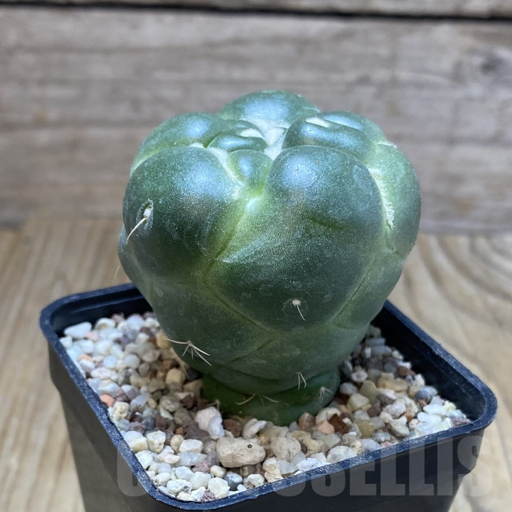 SH8888 Coryphantha elephantidens ‘inermis’ - Image 2
