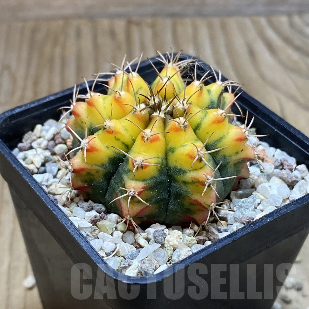 SH8943 Gymnocalycium mihanovichii 'Sunset' - Image 2