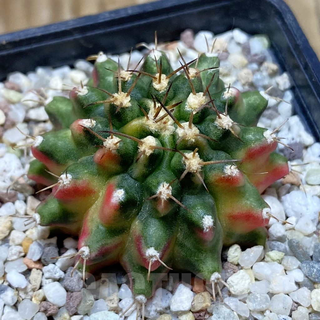 SH8944 Gymnocalycium mihanovichii 'Red Wing'