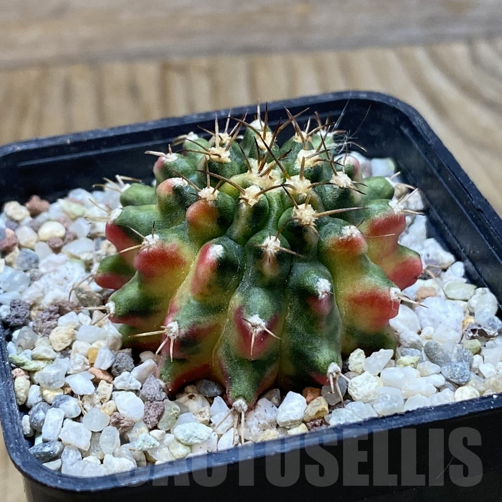 SH8944 Gymnocalycium mihanovichii 'Red Wing' - Image 2