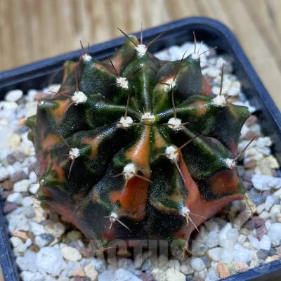 SH8945 Gymnocalycium mihanovichii ‘Orenji’
