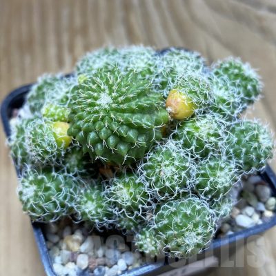 SH8891 Turbinicarpus horripilus f. monstrosa