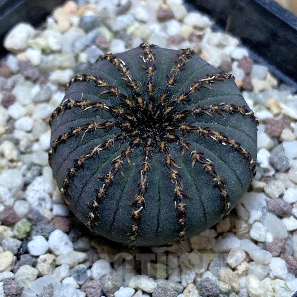 SH8894 Frailea asterioides