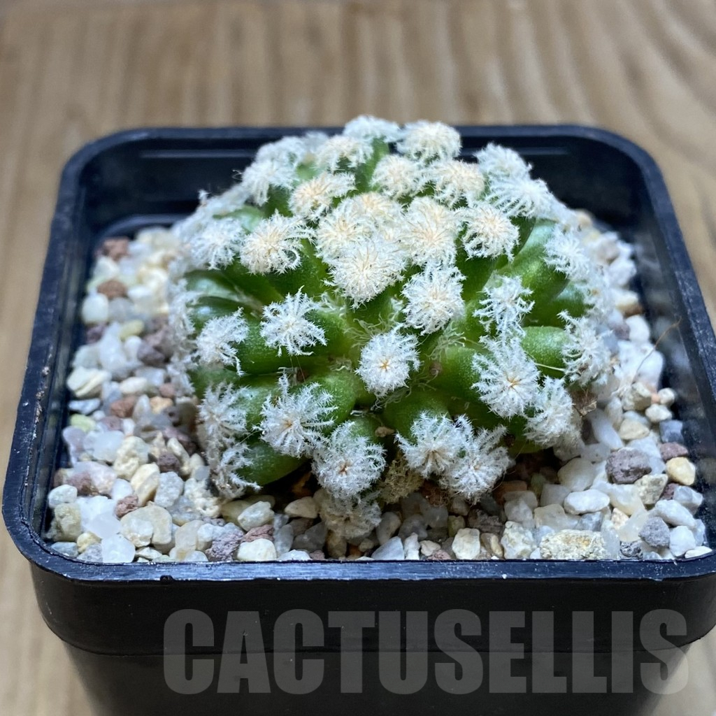 SH8897 Mammillaria plumosa ‘Snow’ - Image 2