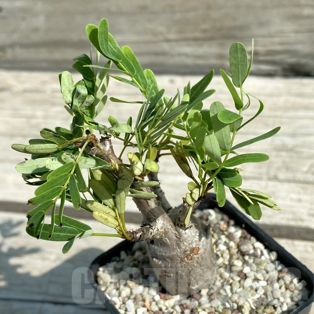 SH8880 Senna meridionalis