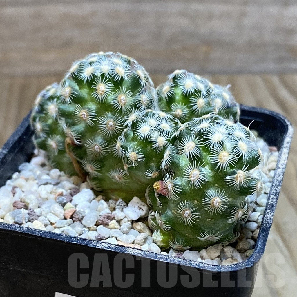 SH8901 Mammillaria saboae v. haudeana - Image 2