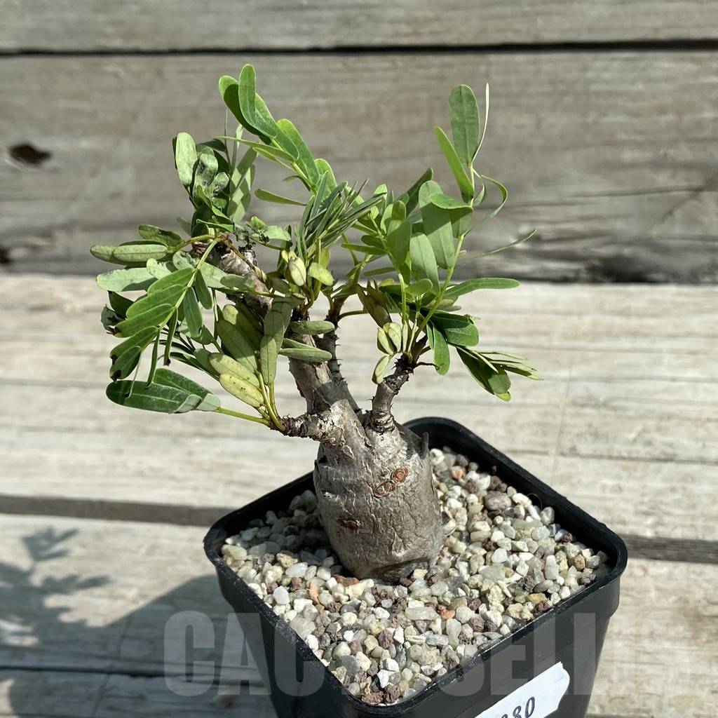 SH8880 Senna meridionalis - Image 2