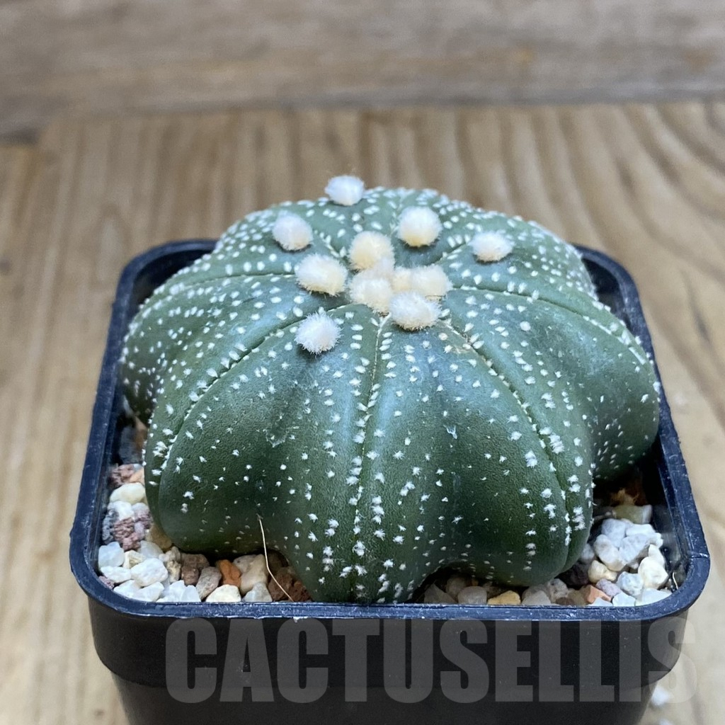 SH8907 Astrophytum asterias ‘Star Shape’ - Image 2