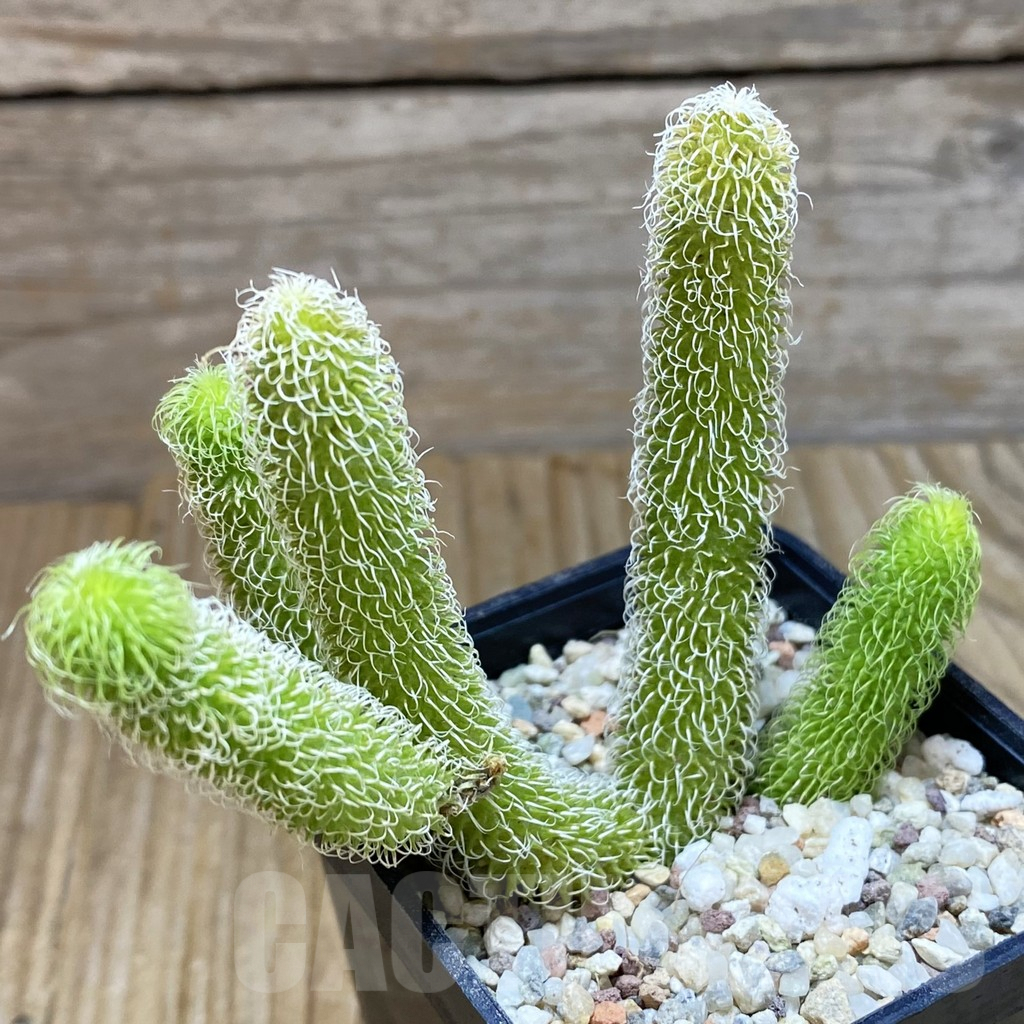 SH8881 Stapelianthus pilosus