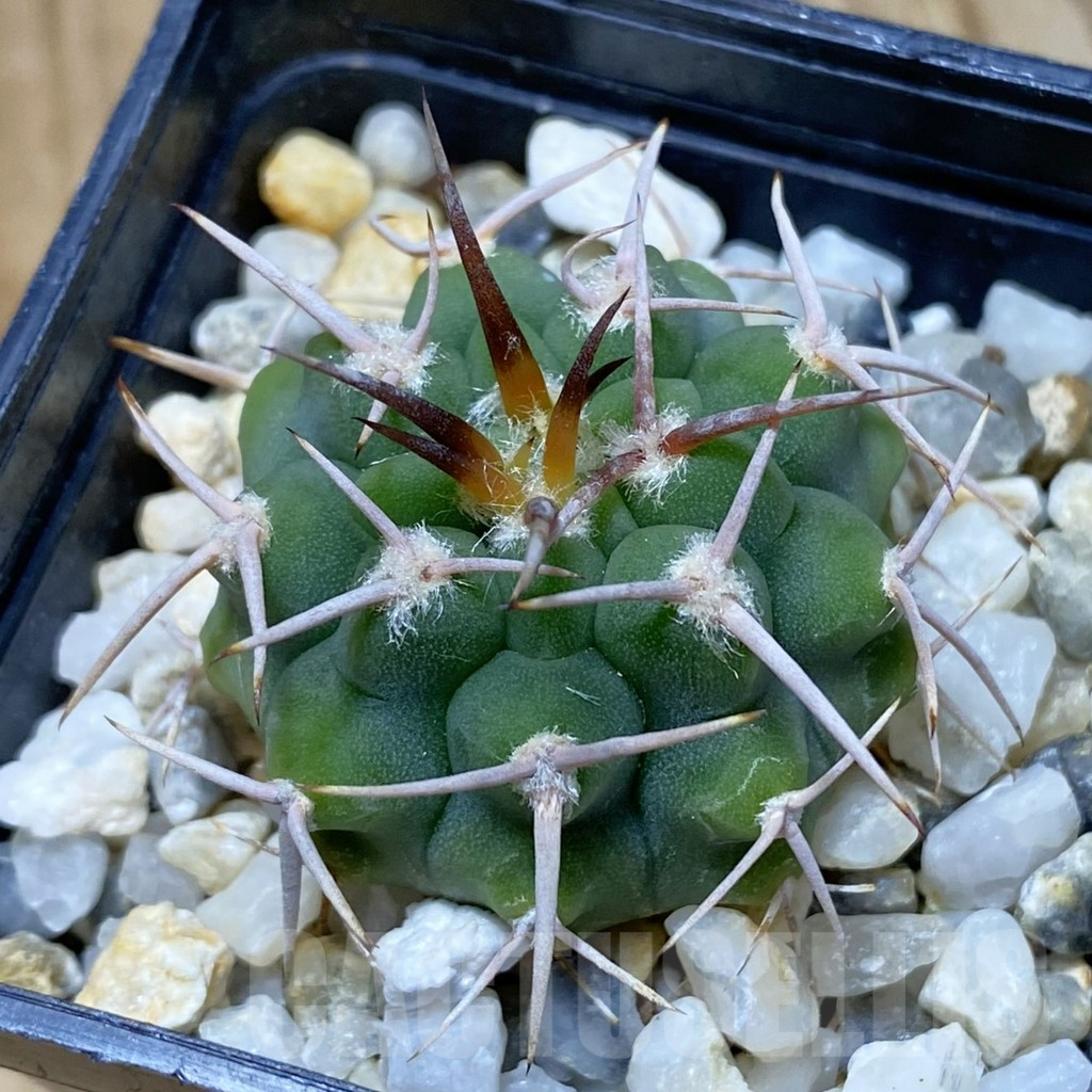 SH9047 Gymnocalycium ferox