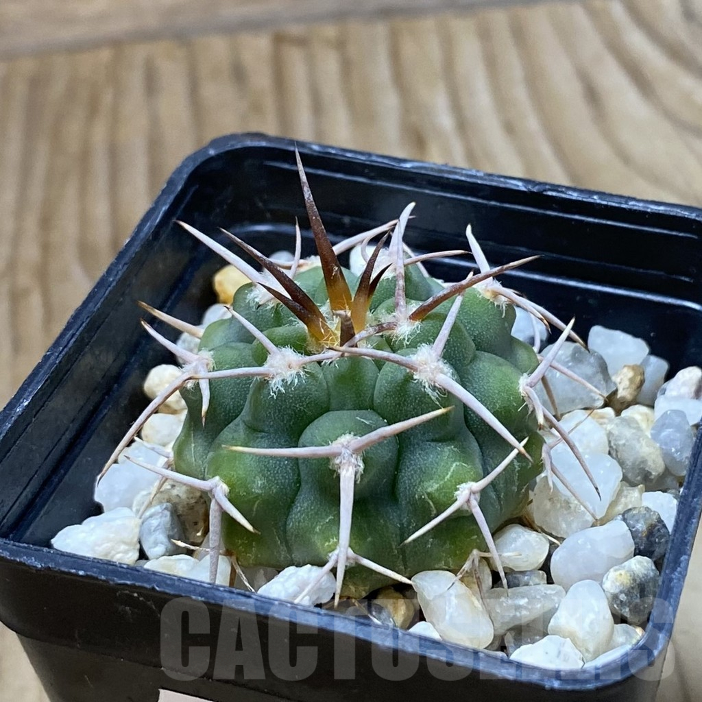 SH9047 Gymnocalycium ferox - Image 2