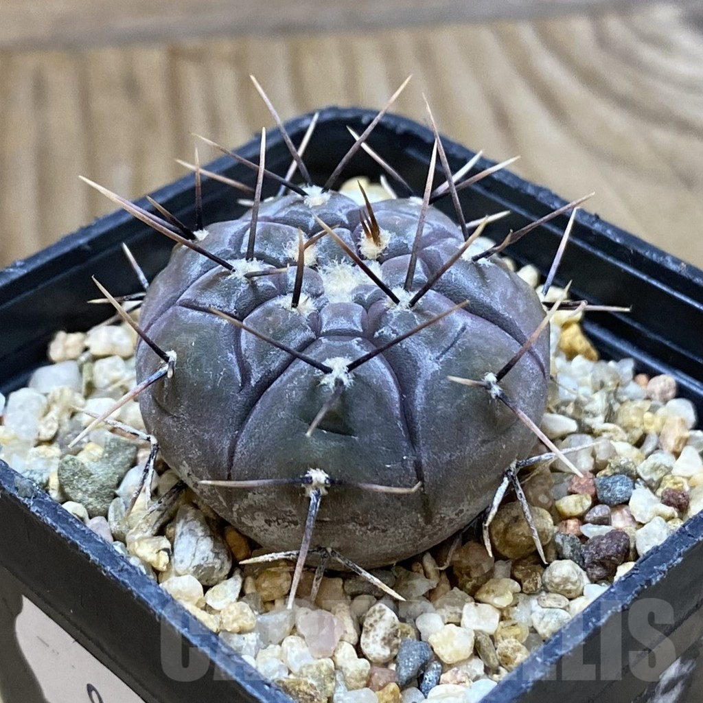 SH9052 Gymnocalycium esperanzae TOM 09/436/1 - Image 2