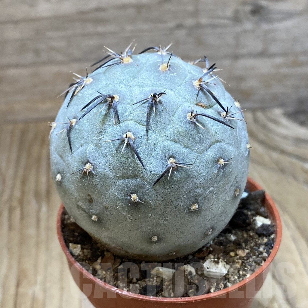 SH9057 Tephrocactus geometricus - Image 2