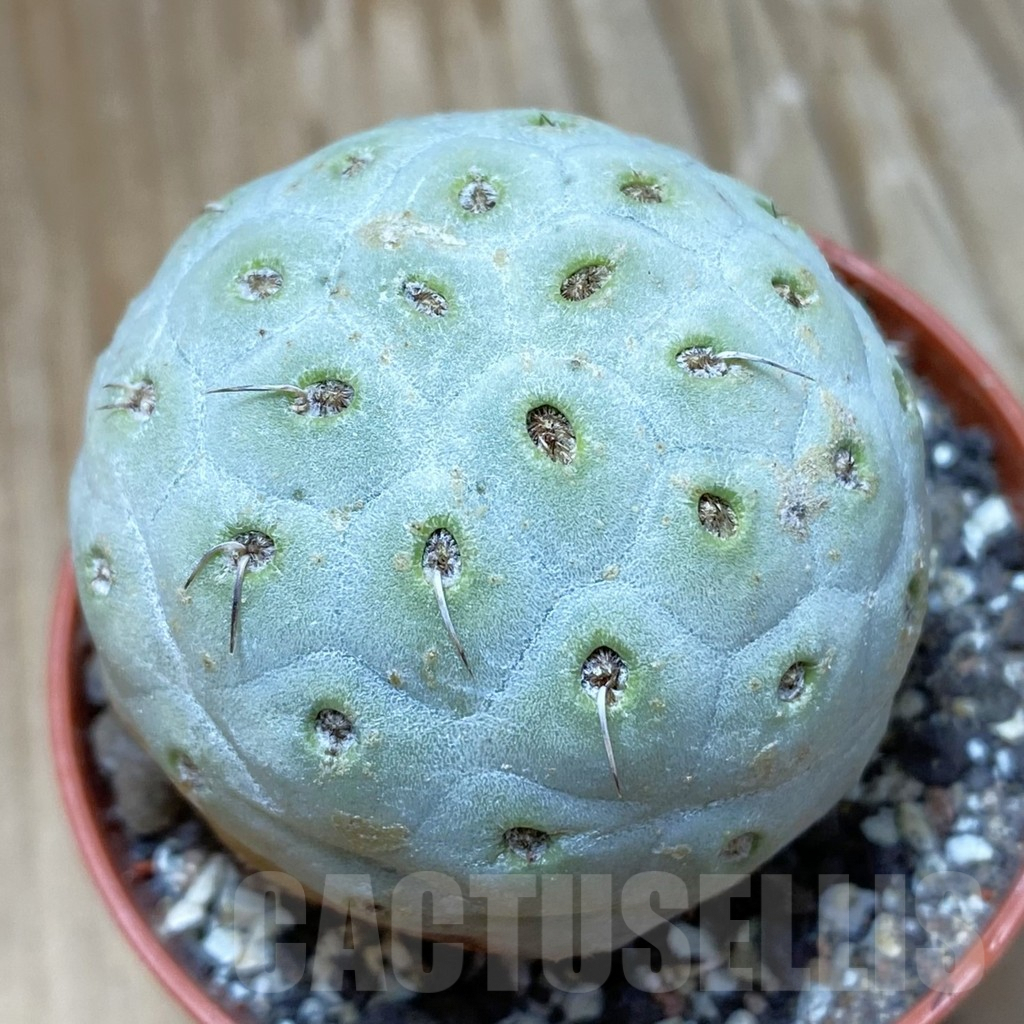 SH9058 Tephrocactus geometricus