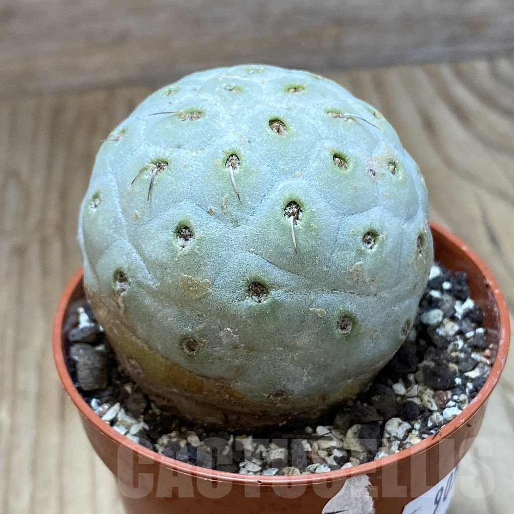 SH9058 Tephrocactus geometricus - Image 2