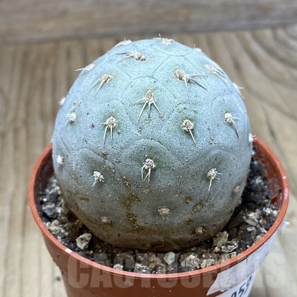 SH9059 Tephrocactus geometricus - Image 2