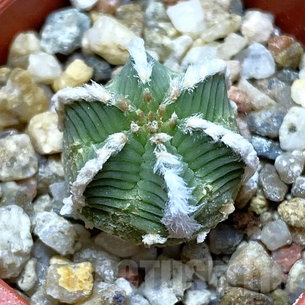 SH9012 Aztekium hintonii