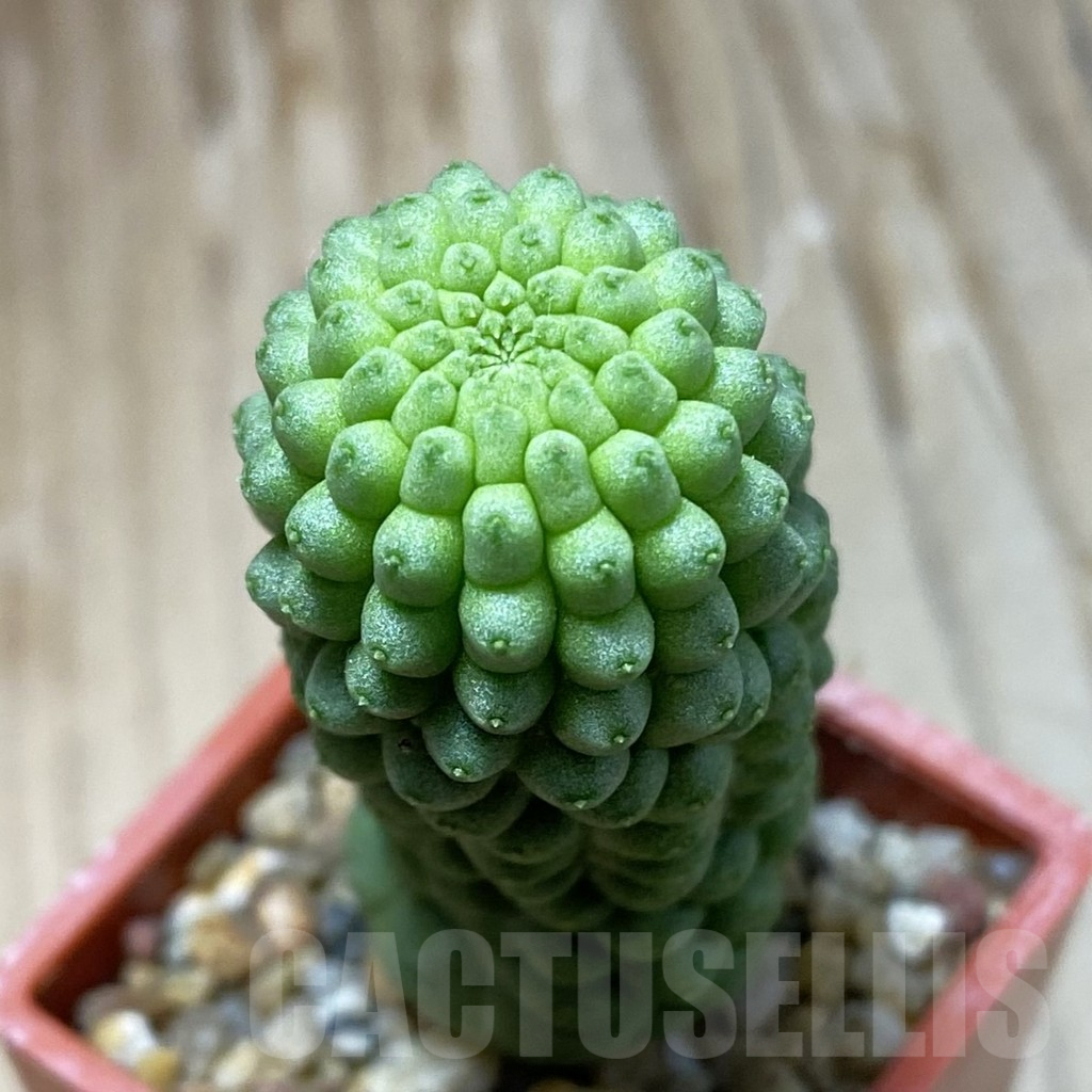 SH9018 Trichocaulon cactiformis
