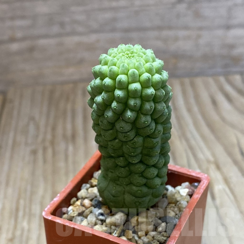 SH9018 Trichocaulon cactiformis - Image 2